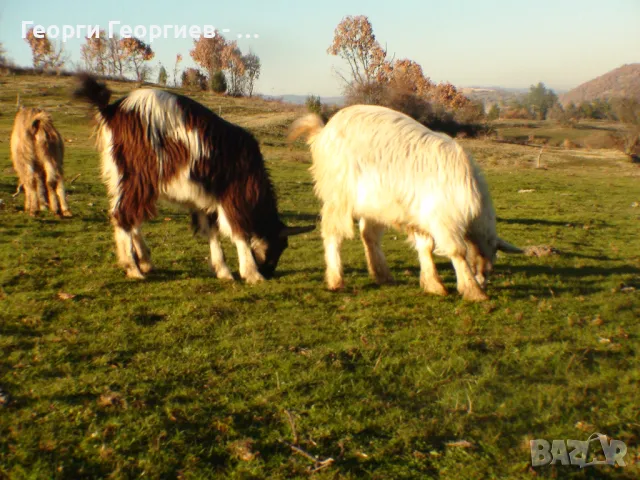 МЛАДИ КОЗИ ИЗГОДНО !!!, снимка 5 - Кози - 32341385