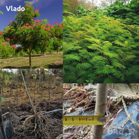 Албиция(Albizia), снимка 3 - Градински цветя и растения - 52443884