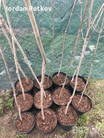 Американски червен дъб, снимка 6 - Градински цветя и растения - 39868138