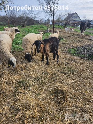 Кози , снимка 2 - Кози - 52624456