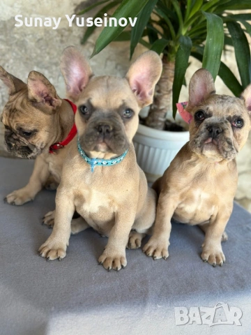 Френски булдочета (флъфи ген), снимка 12 - Френски булдог - 54108361