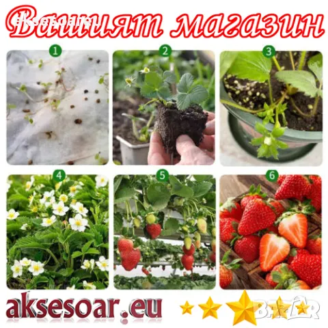 100 бр. ягодови семена от гигантска ягода градинско плодово растение, сладки и вкусни червени ягоди , снимка 13 - Сортови семена и луковици - 47665614