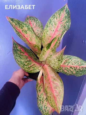 Aglaonema aglaonema