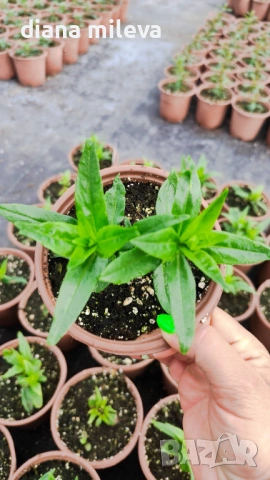 Пенстемон червен,Penstemon polaris Red, студоустойчив, снимка 5 - Градински цветя и растения - 54093426