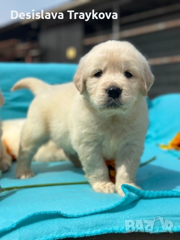 Кученца Голдън ретривър , снимка 3 - Голдън ретривър - 54186700