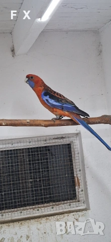 Penantovi rozeli, снимка 3 - Папагали - 54046521