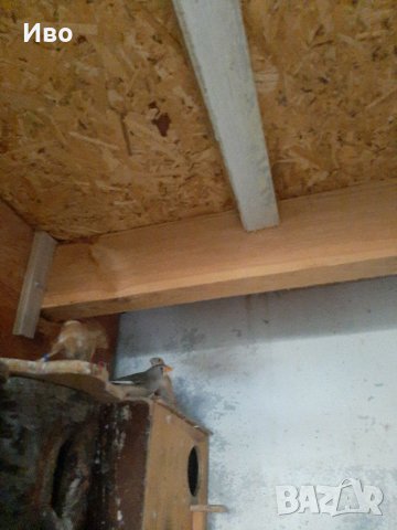 Канарчета,амадини, корели и вълнисти папагали , снимка 8 - Амадини - 29313170