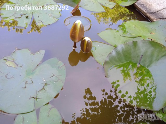 Водни лилии , снимка 1