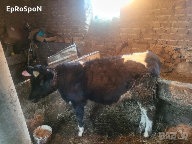 продава се посоченото теле тел за вързка +359876954010, снимка 4 - Крави - 52678958