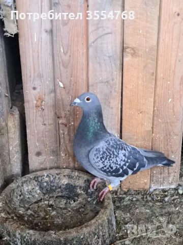 Спортни гълъби , снимка 7 - Гълъби - 49739422