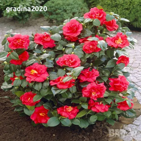 Камелия -Студоустойчива ,кичеста и вечнозелена Наличнични 2 цвята