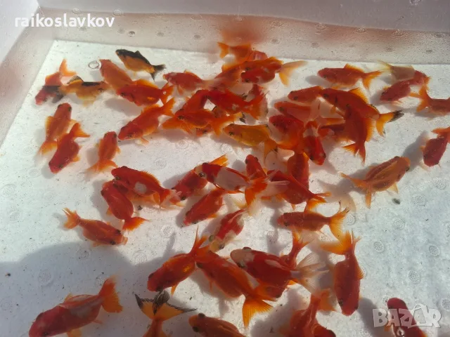 Златни рибки 1,30 евро., снимка 3 - Рибки - 56168054