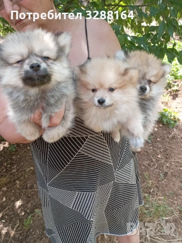 Пухчета, снимка 1