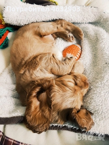 кокер шпаньол момче родословен баща , снимка 7 - Кокер шпаньол - 52716913