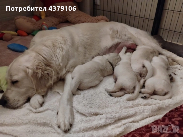 Голдън ретривър момче, снимка 8 - Голдън ретривър - 53087150