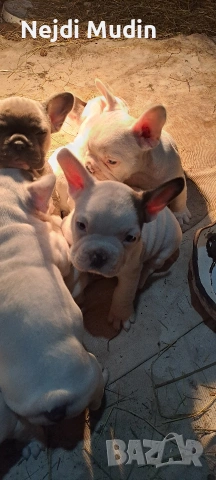френски булдочета, снимка 4 - Френски булдог - 53112390