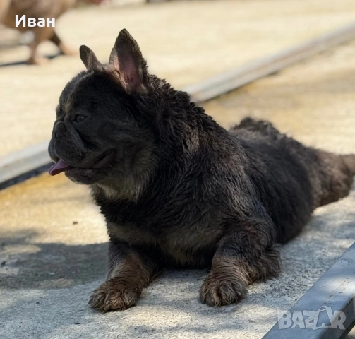 Френски Булдог, снимка 3 - Френски булдог - 53140354