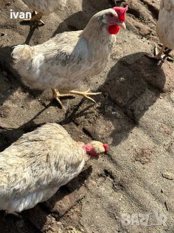 Кокошки голошийки , снимка 6 - Кокошки и пуйки - 54265139