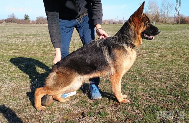 Немска овчарка с родословие