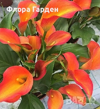 КАННА, КАЛА - Грудки/ ПРЕДВАРИТЕЛНИ поръчки, снимка 12 - Сортови семена и луковици - 49236562