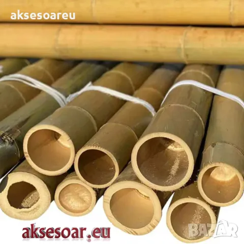 Нови семена бамбук Moso Bambo декоративни растения за дома бамбуков разсад за украса и декорация, снимка 3 - Сортови семена и луковици - 48995335