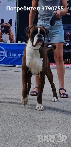 Боксер , снимка 15 - Боксер - 53012002