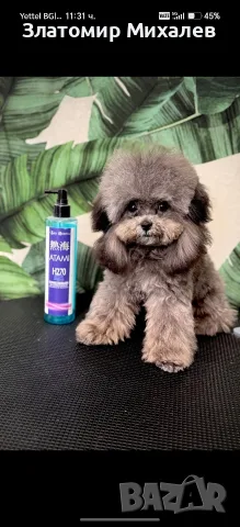 Toy poodle teacup / Той Пудел 