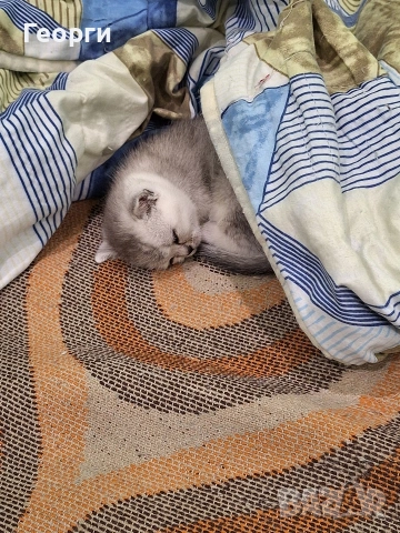 Британски късокосмести, снимка 7 - Британска късокосместа - 54100765