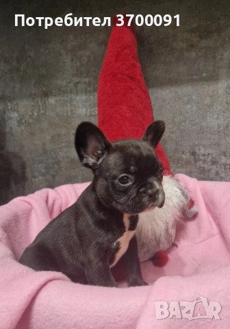 френски булдог , снимка 2 - Френски булдог - 52871698