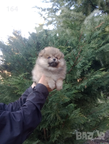 Померани. Момиченце. Реални снимки от 29.12.25 г.