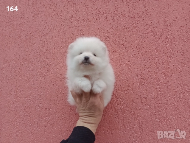 Мъжки и женски бели Померани. Реални снимки от 05.01.26 г. , снимка 16 - Померан - 52926923