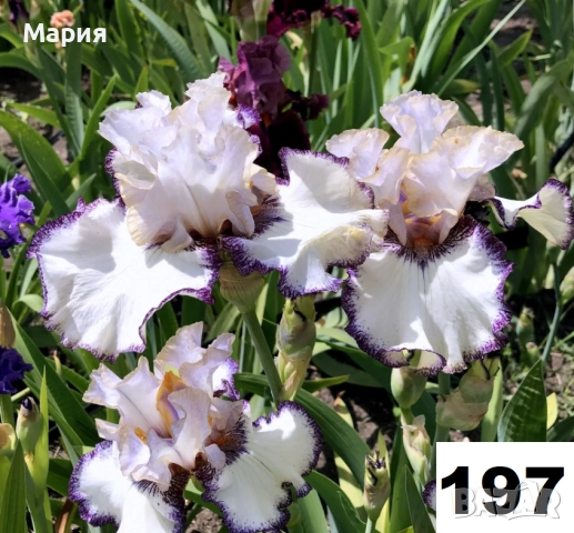 Сортови вискоки ириси /брадати ириси, снимка 8 - Градински цветя и растения - 51459166