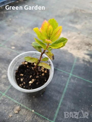 Ягодово дърво - Арбутус, снимка 4 - Градински цветя и растения - 49301373