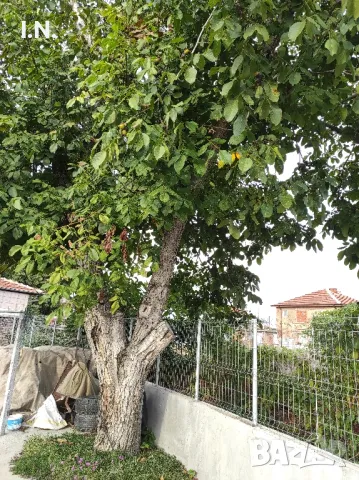 Орехов матерял , снимка 3 - Градински цветя и растения - 47464760