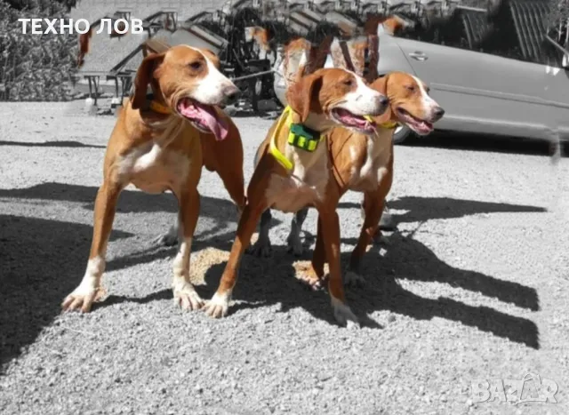 GPS Tracker ДжиПиЕс тракер за ловни кучета и домашни животни нов модел PRO HUNTING DOG водоустойчив, снимка 18 - За кучета - 38105217