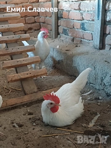 Продавам петлета бял Легхорн, снимка 6 - Кокошки и пуйки - 51583637