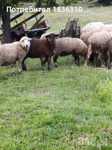Агнета балкански , снимка 2 - Овце - 50338751
