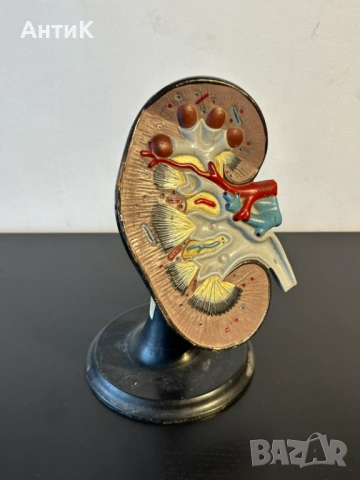 Соц Учебен Анатомичен Модел на Бъбрек