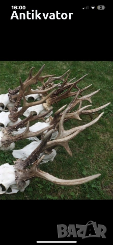 16 бр. трофеи от сръндак, лов и риболов, снимка 2 - Други - 54239466