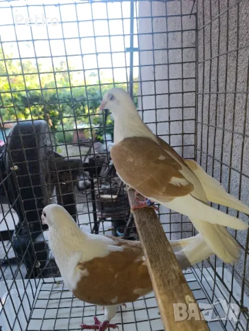 Пощенски гълъби, снимка 2 - Гълъби - 56522467