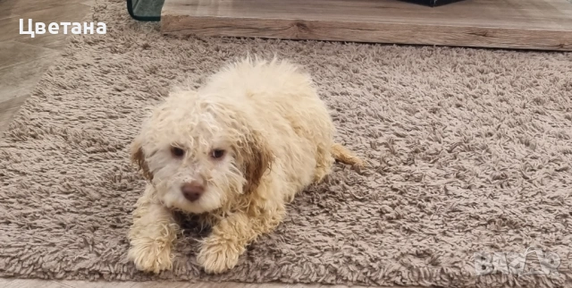 Лагото Романьоло, снимка 3 - Други - 53912287