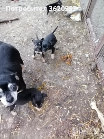 Пинчер, снимка 7 - Пинчер - 52972639