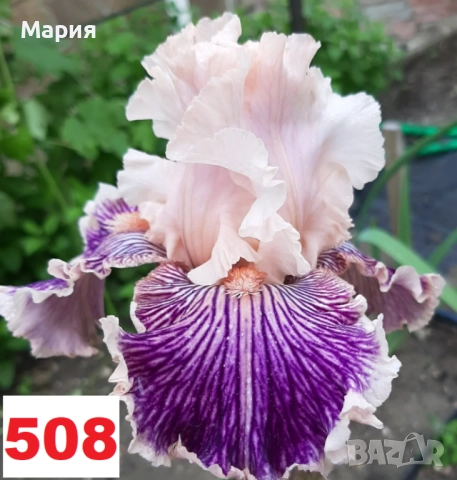 Сортови вискоки ириси /брадати ириси, снимка 16 - Сортови семена и луковици - 46410730