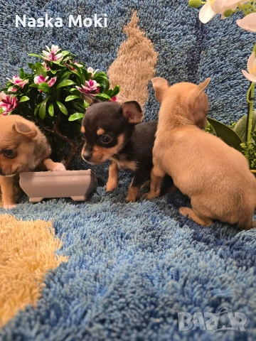 мини чихо пинчери , снимка 6 - Пинчер - 53245339