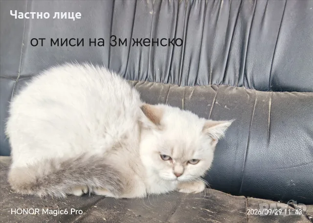 шотлански котенца