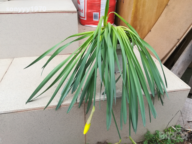 НАРЦИСИ-ЦВЕТЯ С ЛУКОВИЦИ В САКСИЯ 0603241700, снимка 3 - Градински цветя и растения - 44638411