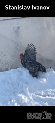Петли, снимка 6 - други­ - 53110410