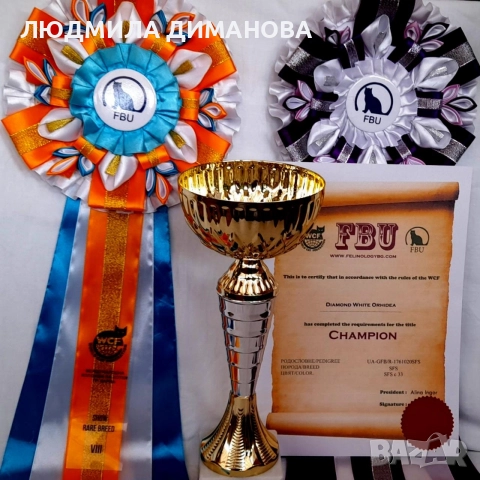 Шотландско момиче със сини очи , снимка 3 - Британска късокосместа - 52925461