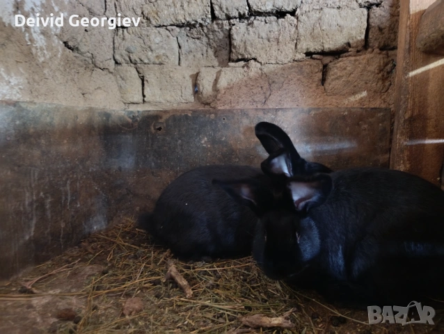 Зайци 4 месечни, снимка 3 - Декоративни зайчета - 54125355