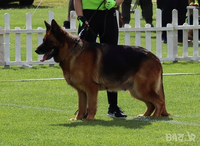 Женска немска овчарка с родословие , снимка 3 - Немска овчарка - 53051434